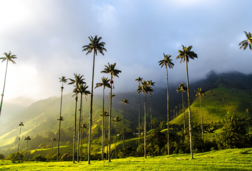 Trees in Colombia
